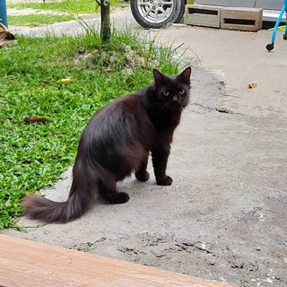 Habuk And Bingo - Domestic Long Hair + Persian Cat