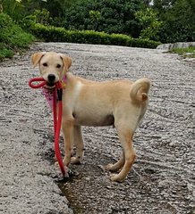 🌻honey💝bee🎄 - Mixed Breed Dog