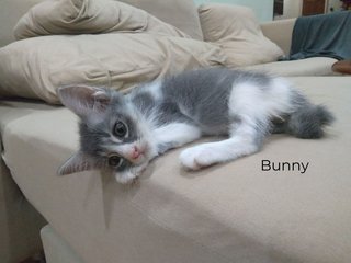 Bunny has heart shaped fur on his bottom.