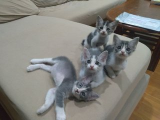 The Gray Brothers - Domestic Medium Hair Cat