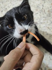 Oren And Star - Domestic Short Hair + Calico Cat