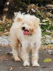 Bear Bear - Schnauzer + Poodle Dog