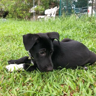 Panda - Mixed Breed Dog