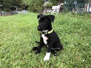 Panda - Mixed Breed Dog