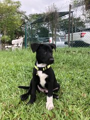 Panda - Mixed Breed Dog