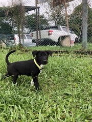 Panda - Mixed Breed Dog