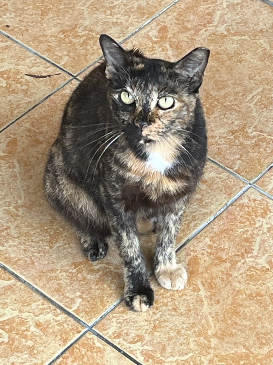 Jill - Domestic Short Hair Cat