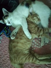 Pong, Oyen, Orenchan - Domestic Short Hair Cat