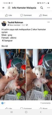 Penyanyi Misteri - Syrian / Golden Hamster Hamster