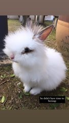 White Teddy Anggora - Angora Rabbit Rabbit