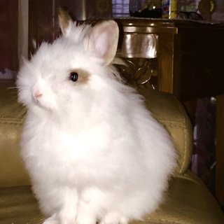 White Teddy Anggora - Angora Rabbit Rabbit