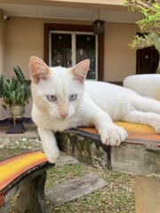 Neko - Domestic Short Hair Cat