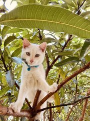 Neko - Domestic Short Hair Cat