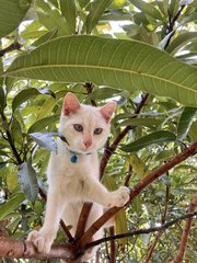 Neko - Domestic Short Hair Cat