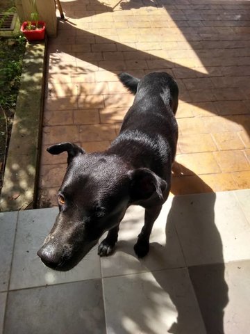 Blackie - Labrador Retriever Mix Dog