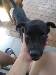 Blackie - Labrador Retriever Mix Dog