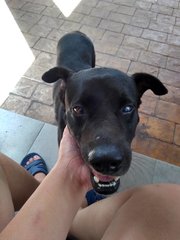 Blackie - Labrador Retriever Mix Dog