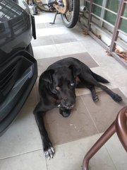 Blackie - Labrador Retriever Mix Dog