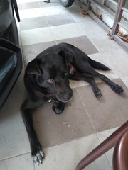 Blackie - Labrador Retriever Mix Dog