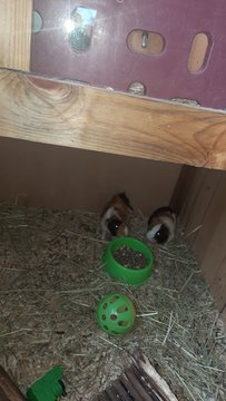 Molly And Boy - Guinea Pig Small & Furry