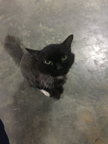 Brownie - Domestic Long Hair Cat