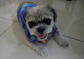 Tzu-tzu - Shih Tzu Dog