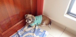 Tzu-tzu - Shih Tzu Dog