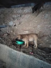 Sandy - Mixed Breed Dog