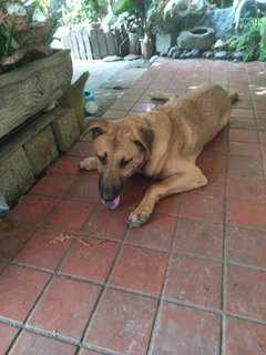 Sandy - Mixed Breed Dog