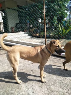 Sandy - Mixed Breed Dog