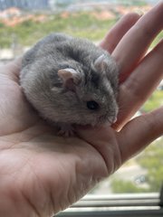 Lilly  - Syrian / Golden Hamster Hamster