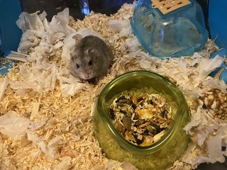 Lilly  - Syrian / Golden Hamster Hamster