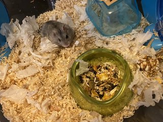 Lilly  - Syrian / Golden Hamster Hamster