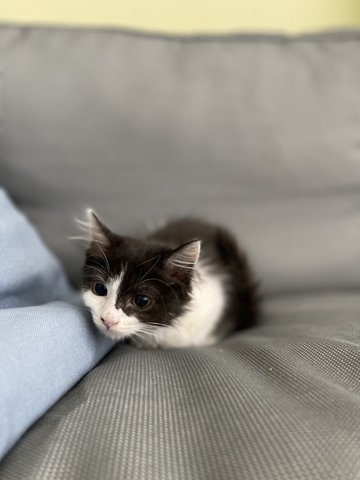 Winter - Domestic Long Hair Cat