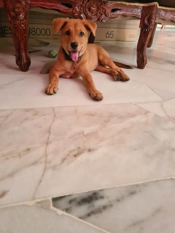 Golden Retriever Mix Puppy - Mixed Breed Dog