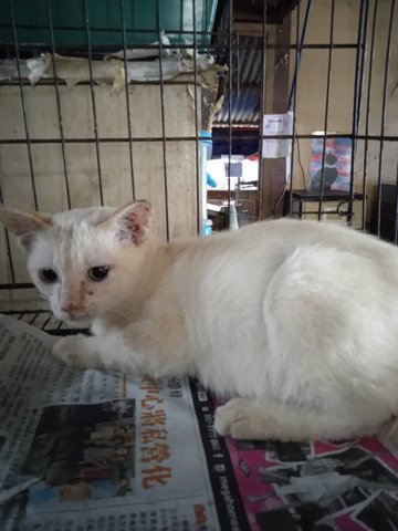 Kit Kat (Cream) - Domestic Short Hair Cat