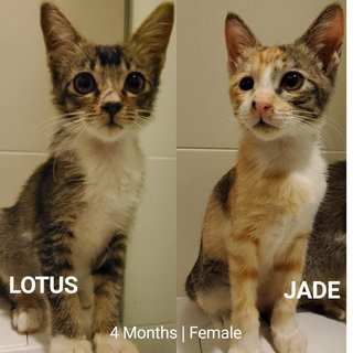 Lotus  - Domestic Short Hair Cat