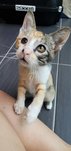 Lotus  - Domestic Short Hair Cat