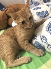 Mango - Domestic Short Hair Cat