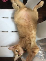 Mango - Domestic Short Hair Cat