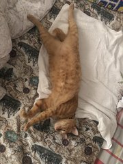 Mango - Domestic Short Hair Cat