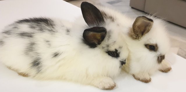 Namu &amp; Nami - Lop Eared + Lionhead Rabbit