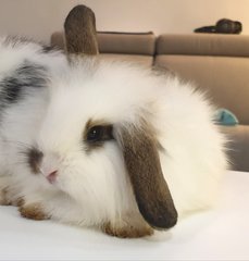 Namu &amp; Nami - Lop Eared + Lionhead Rabbit