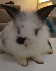 Namu &amp; Nami - Lop Eared + Lionhead Rabbit