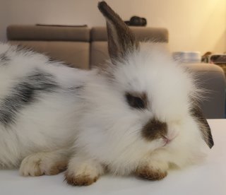 Namu &amp; Nami - Lop Eared + Lionhead Rabbit