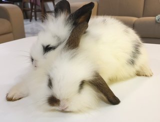 Namu &amp; Nami - Lop Eared + Lionhead Rabbit