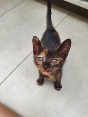 Pixel - Tortoiseshell Cat