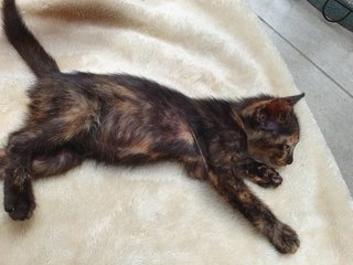 Pixel - Tortoiseshell Cat