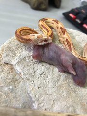 Freyja - Snake Reptile