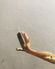 Freyja - Snake Reptile